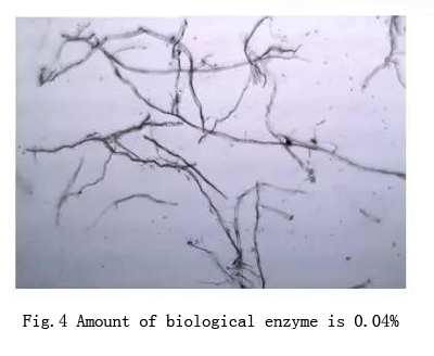 biological enzyme