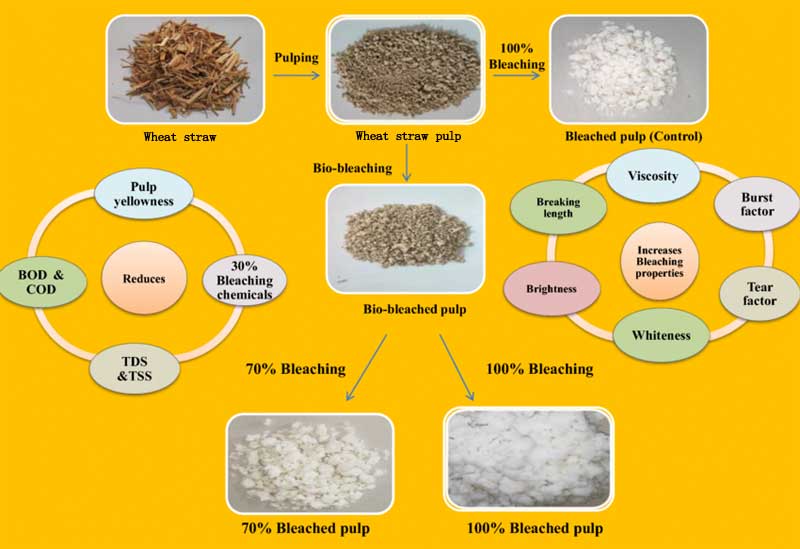 bleaching process for wheat straw pulp making