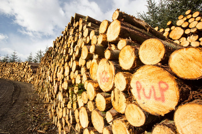 wood pulp making